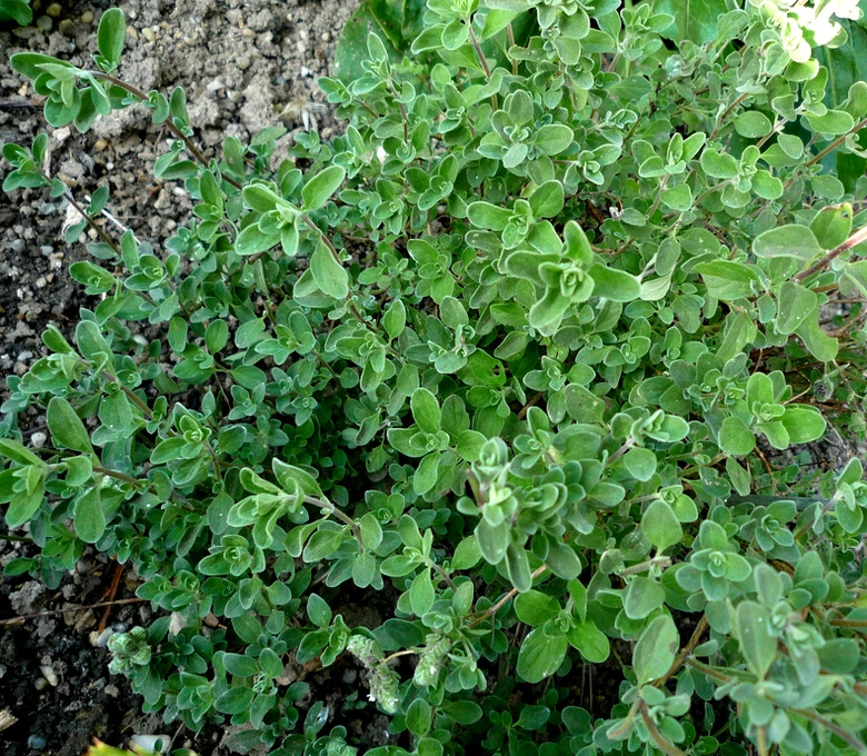 Marjoram plant close-up