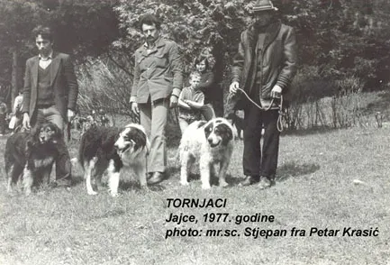 Historická fotografie tří bosenských tornjaků s muži venku.