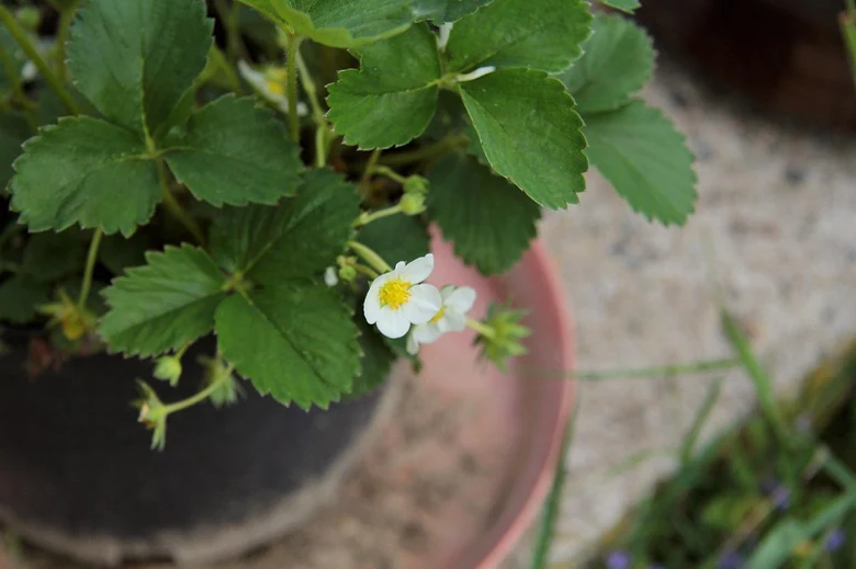 Strawberry plant with flower