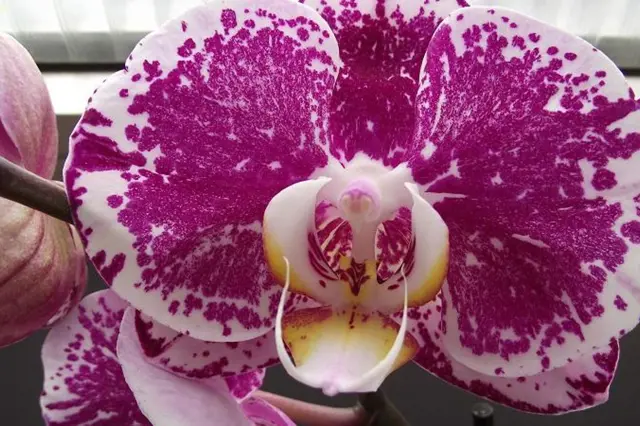 Fialová skvrnitá květina orchideje můrovce v detailu.