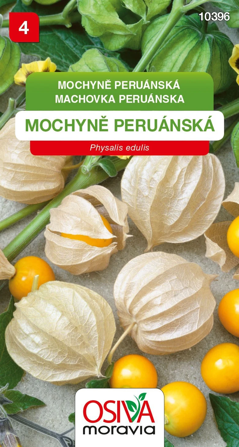 Zralé plody mochyně peruánské v papírových blonách na zemi.