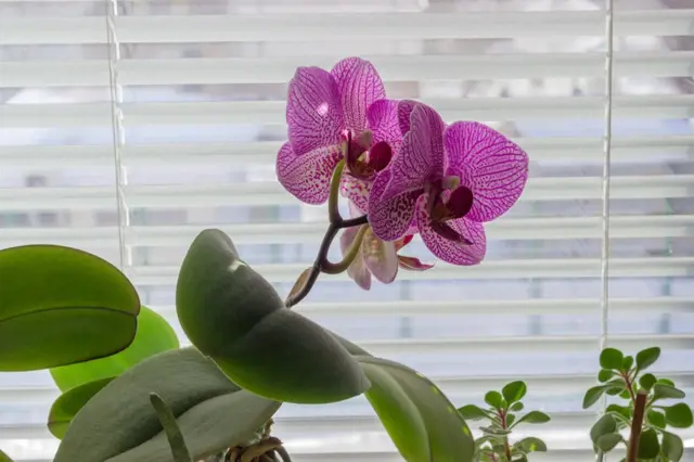 Fialová orchidej s velkými zelenými listy u okna.