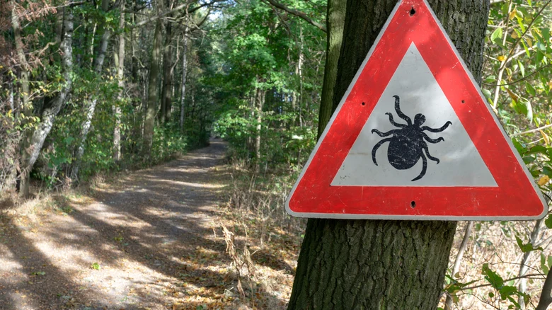 Varovný znak s klíštěm na lesní cestě upozorňuje na riziko nákazy.