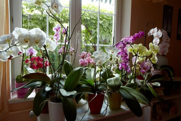 Květinová aranžmá s barevnými orchidejemi na okenním parapetu.