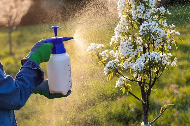Osoba v rukavicích postříká kvetoucí jabloně pesticidem z rozprašovače.