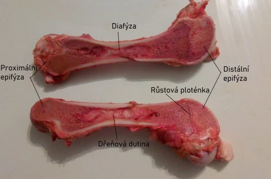 Křížový řez kosti holenní s označenými anatomickými částmi.