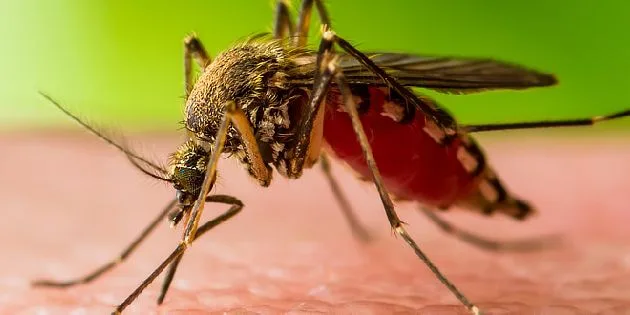 Komár sycící se na lidské kůži při horečce dengue.