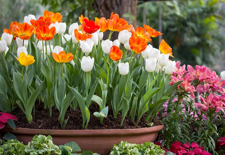 Květináč s barevnými tulipány pro jarní truhlík vrtkavého počasí