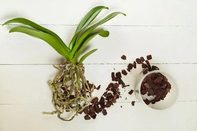 Orchidej s kořeny vedle kousků dřeňového substrátu pro pěstování