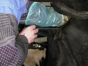 Veterinář provádí umělou inseminaci krávy pomocí speciálního nástroje.