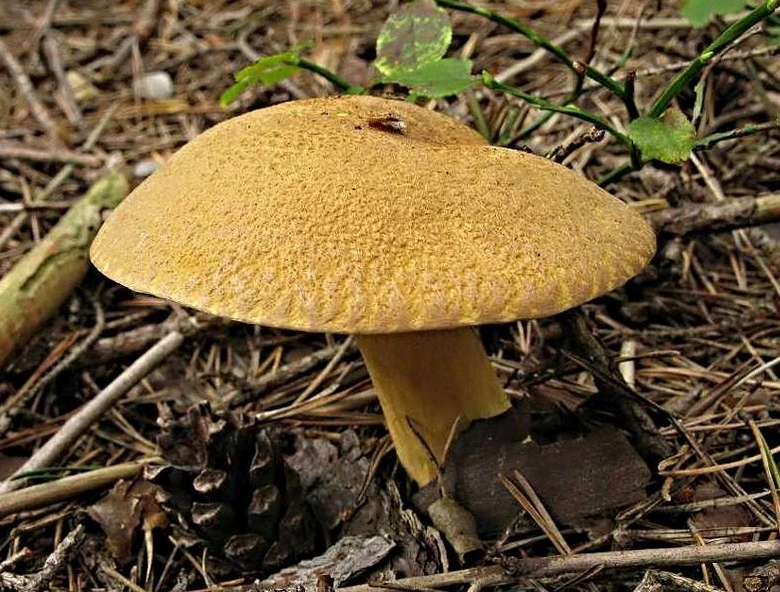 Hřib strakoš rostoucí na lesní zemi mezi jehličím.