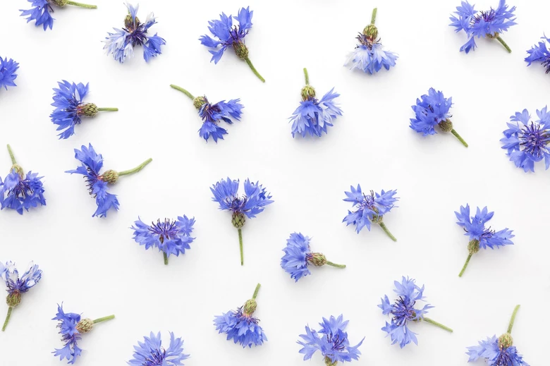 Cornflowers scattered on white