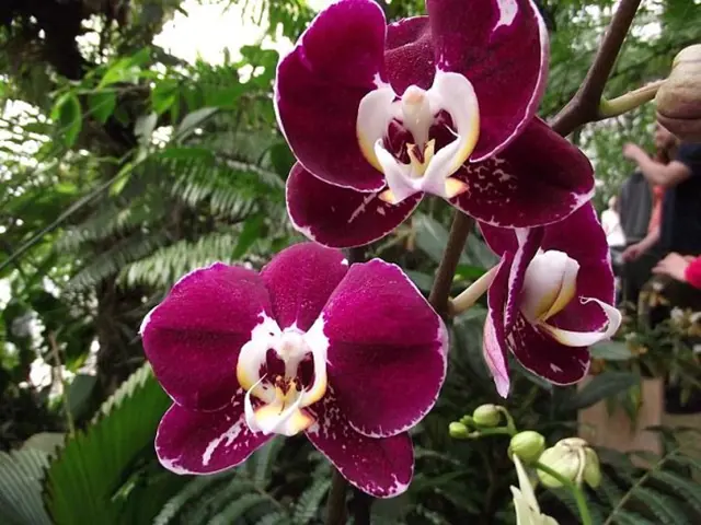 Fialové květy orchideje můrovce rostoucí v zahradě.