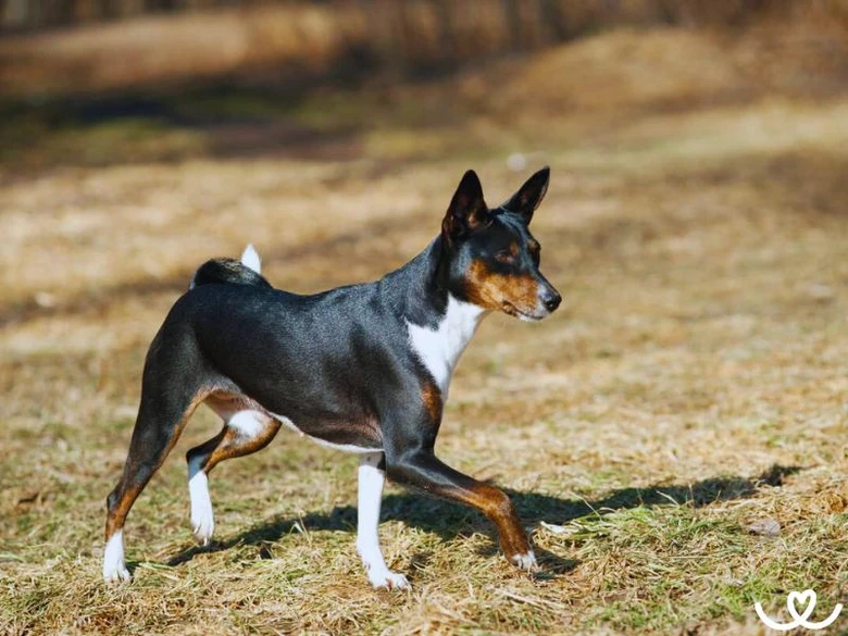 Basenji pes stojí na trávě v profilu s černou a hnědou srstí.