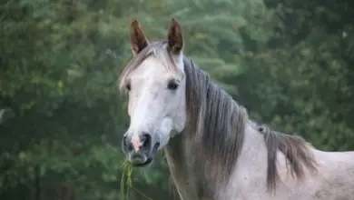 Bílý kůň žvýká sena na pozadí zelené trávy.