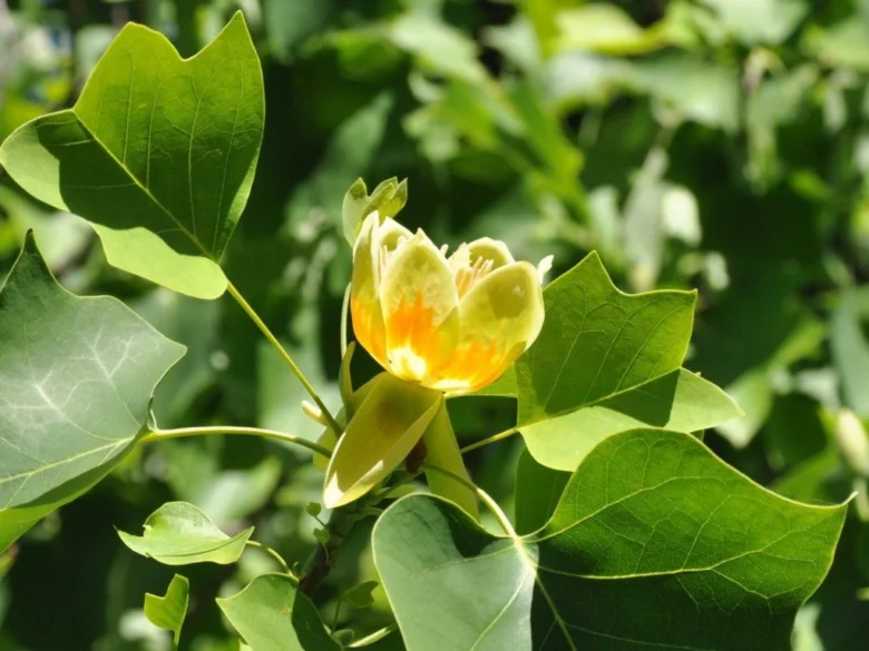 Žlutý květ liliovníku tulipánokvětého mezi zelenými listy.