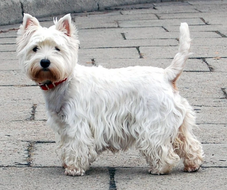 Bílý west highland white teriér stojí na dlažbě s červeným obojkem.