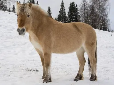Fjordský kůň stojí na sněhu s jehličnatými stromy v pozadí.