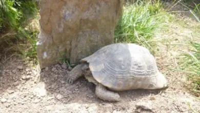 Želva vroubená se plazí po zemi u kamene v zahradě.