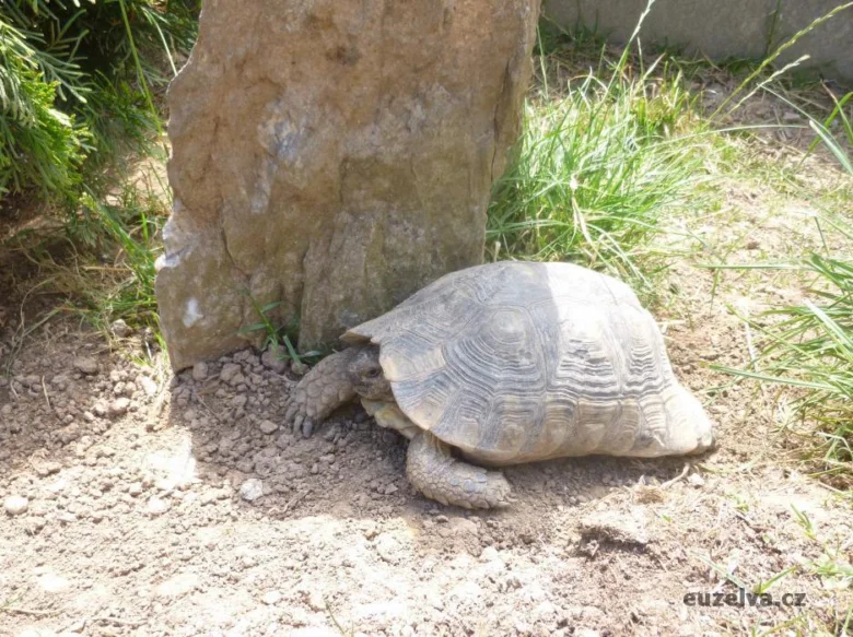 Želva vroubená se plazí po zemi u kamene v zahradě.