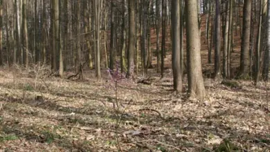 Lesní podstavec s listím a holými stromy bez květů.