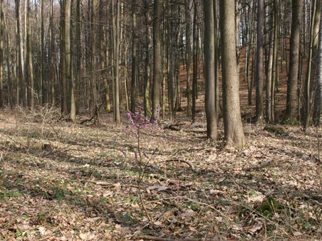Lesní podstavec s listím a holými stromy bez květů.
