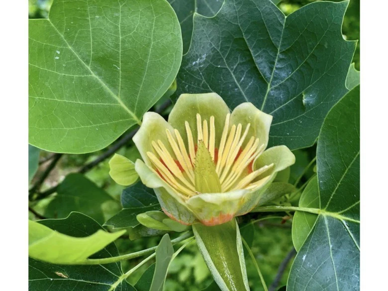 Květenství liliovníku tulipánokvětého mezi listy