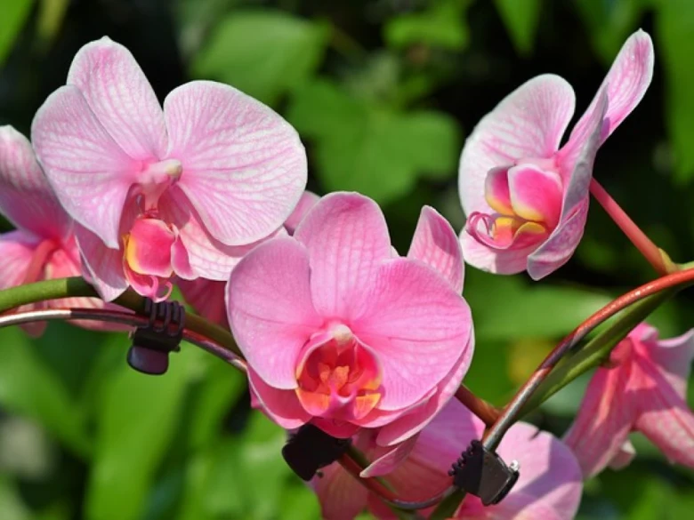 Růžové orchideje v plném květu na zeleném pozadí.