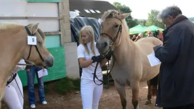 Žena drží fjordského koně na provázku během soutěže.