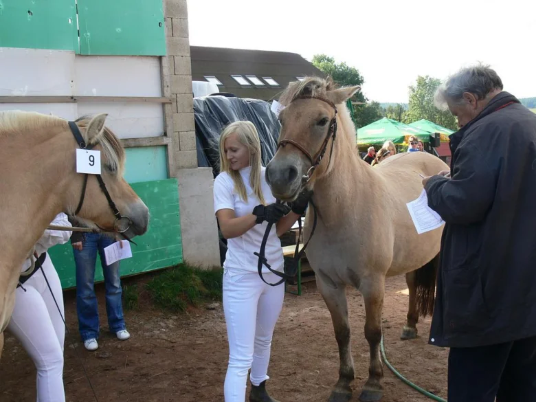 Žena drží fjordského koně na provázku během soutěže.