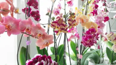 Květy orchidejí v květináčích na okně