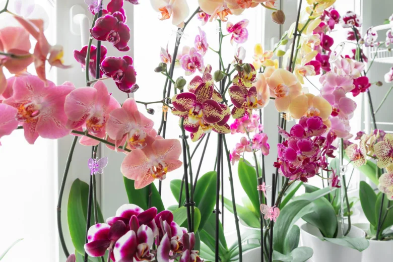 Květy orchidejí v květináčích na okně
