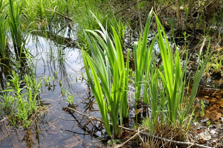 Puškvorec rostoucí v mokřadu s další vodní vegetací.