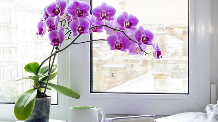 Fialová orchidej v květináči na okenním parapetu u knihy.