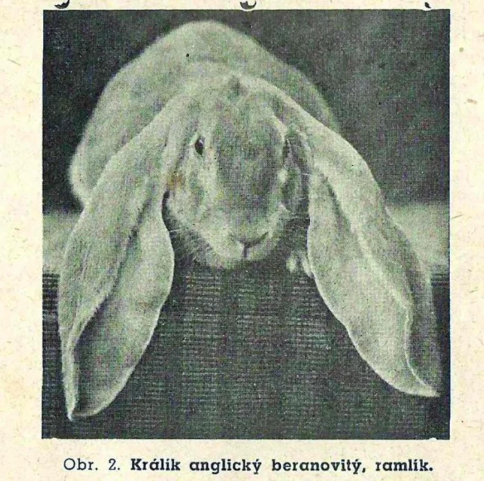 Anglický beran (ramlík) - králík s dlouhými ušima.