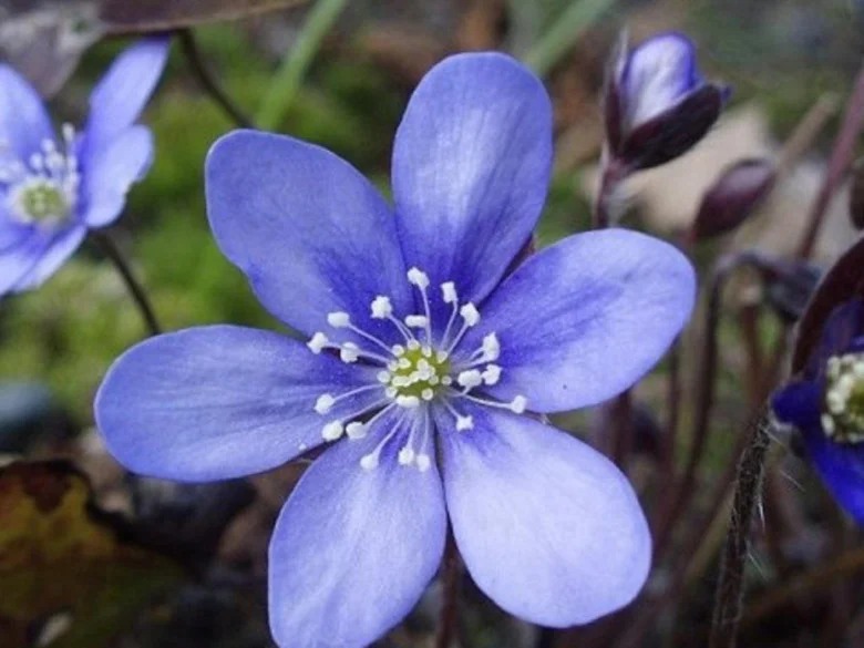 Blue liverwort flower