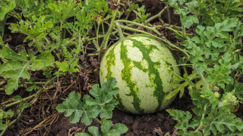 Meloun rostoucí na vinici mezi listy v zahradě.