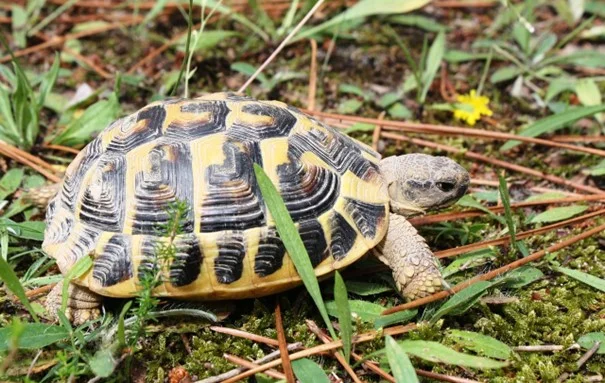 Želva vroubená v přírodě mezi trávou a mechem.