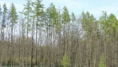 Les s míšenými stromy na pozadí modré oblohy.