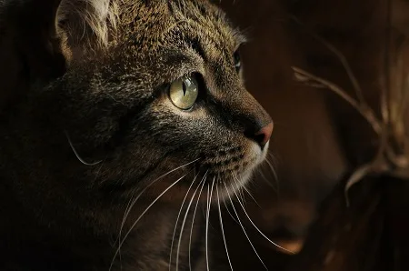 Portrétní fotografie kočky v profilu s výraznýma očima.