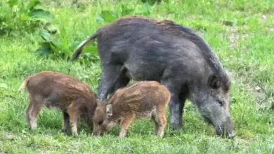 Matka divoká prasice s dvěma mláďaty pasoucími se na trávníku.