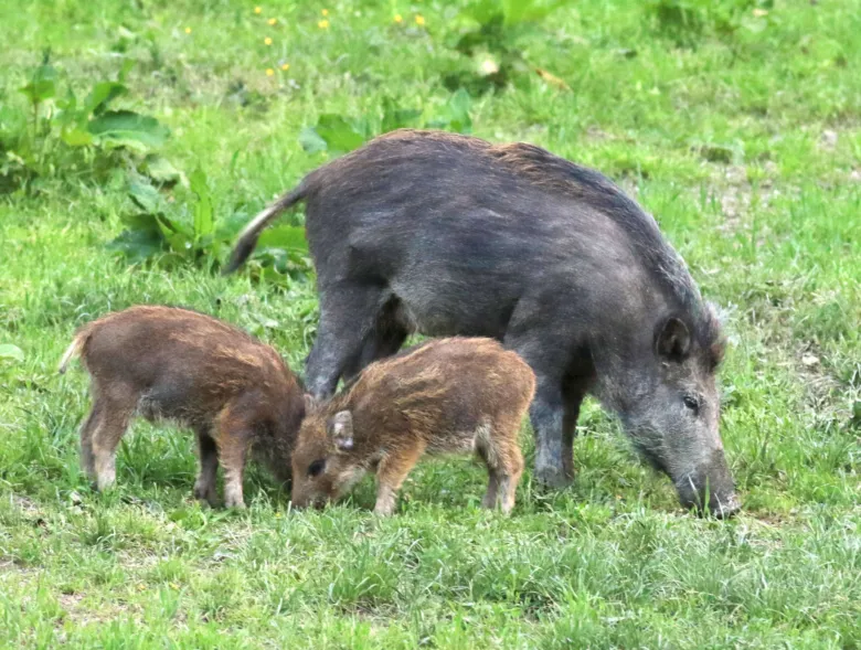 Matka divoká prasice s dvěma mláďaty pasoucími se na trávníku.