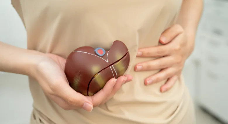 Liver model in hands