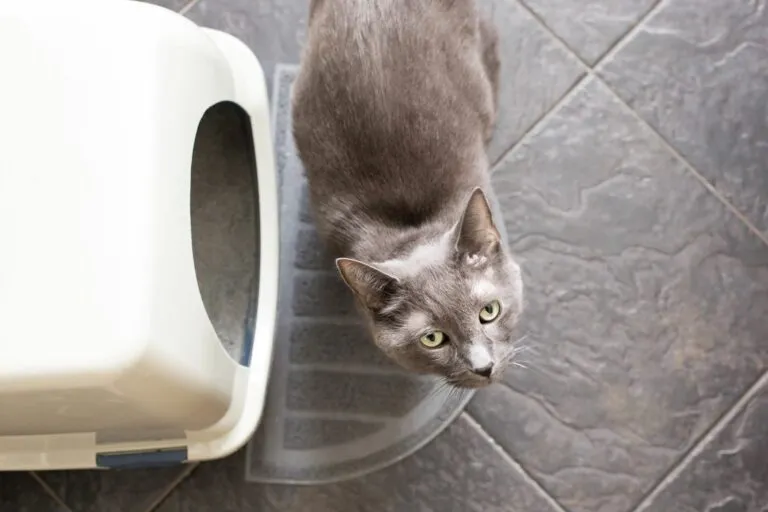 Grey cat near litter box
