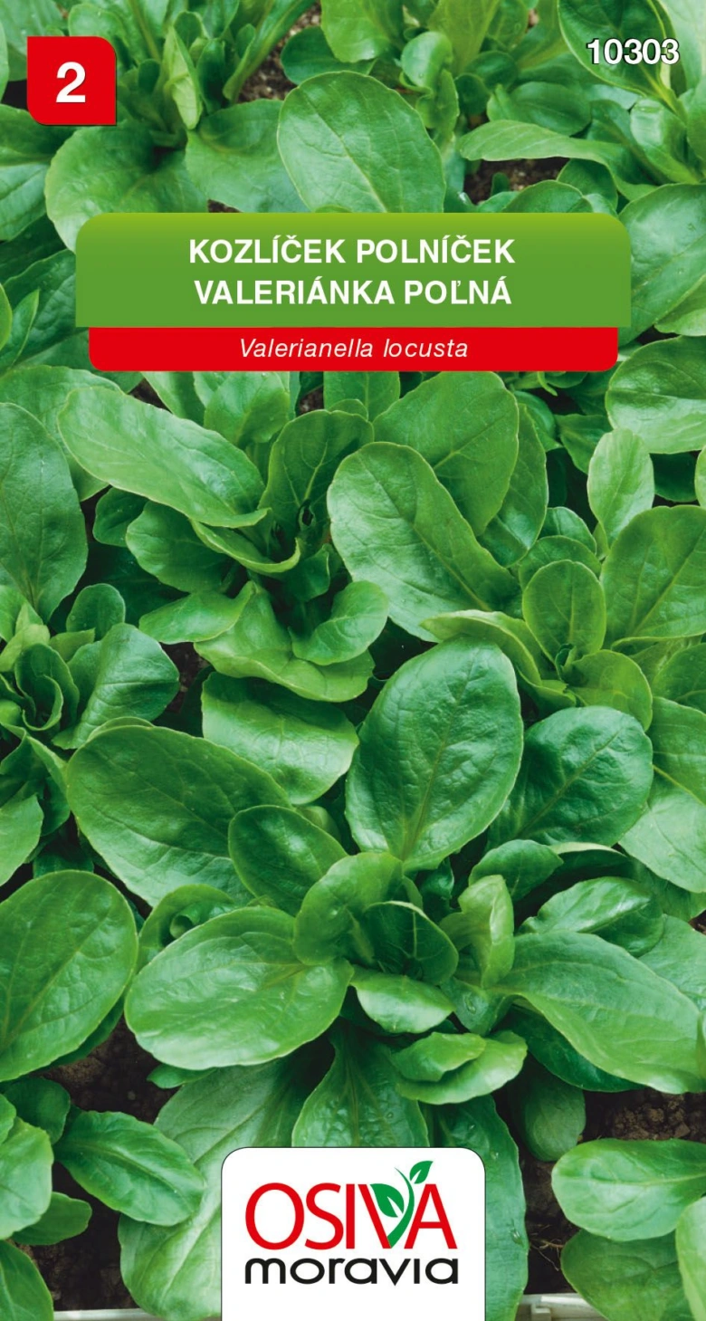 Zelené listy rostliny polníček Valerianella locusta v zemi.