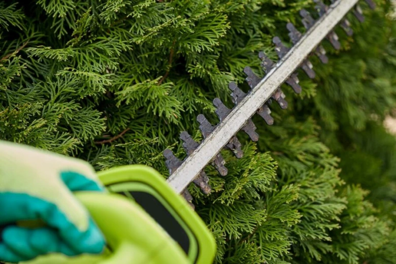 Ruka s rukavicí stříhá elektrickou nůžkou hustou zelenou túji.