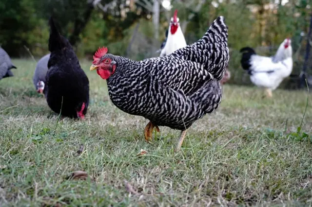 Černobílá plymutka chodící po trávníku s dalšími slepicemi v pozadí.