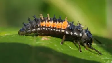 Larva berušky s oranžovými skvrnami na zeleném listu.