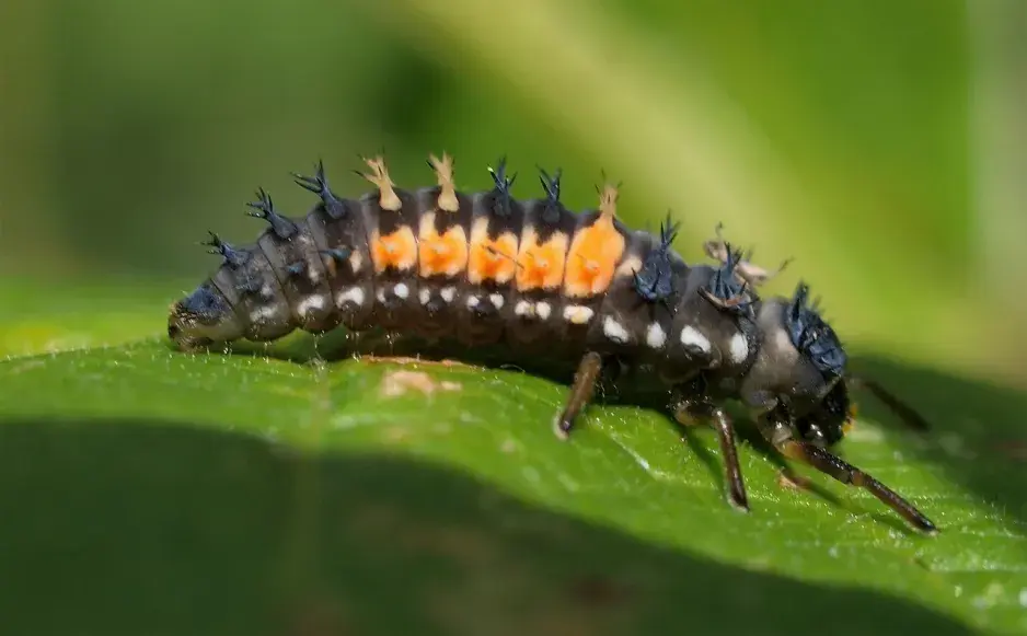 Larva berušky s oranžovými skvrnami na zeleném listu.