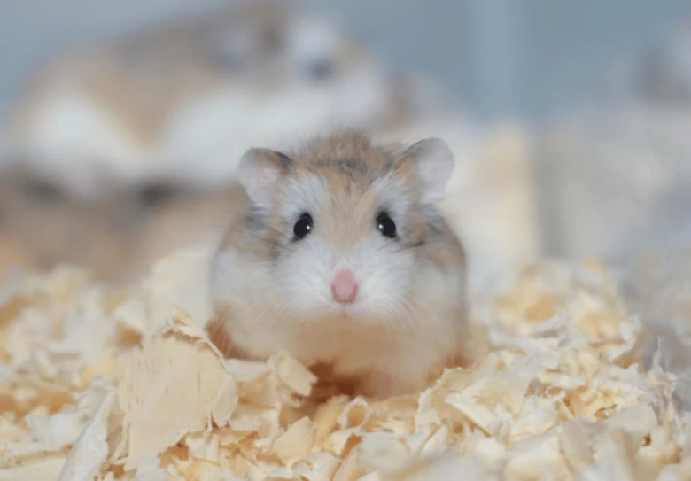 Roborovski hamster